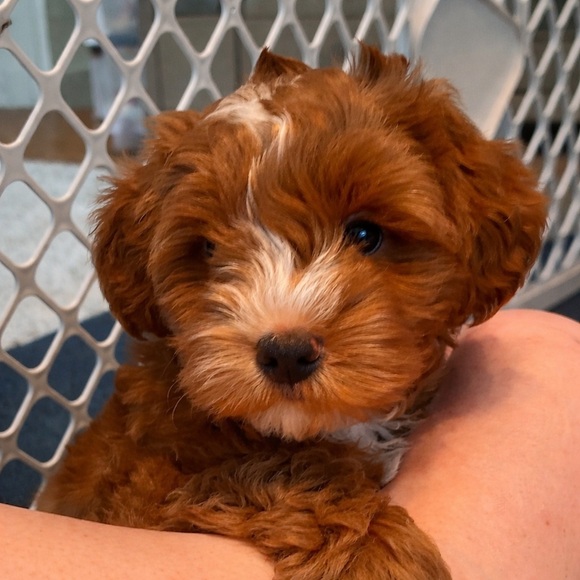 🩰Dancing my way into the live show category🩰 - Picture 6 of 6